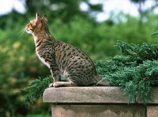 chat ocicat